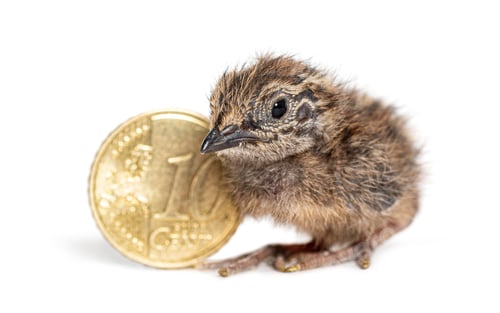 Preview: King quail chick comparing size with a 10 cent Euro coin
