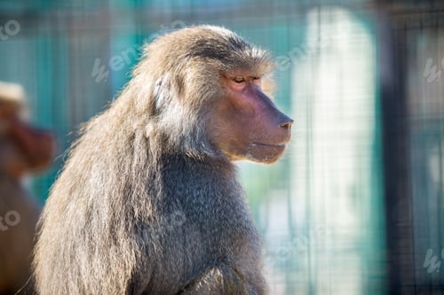 Preview: Baboon monkeys in a zoo on sunny day.