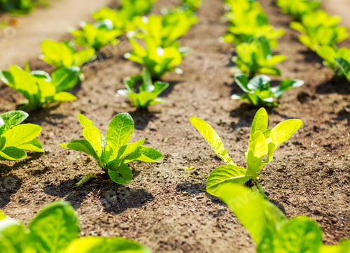 Preview: Lettuce field