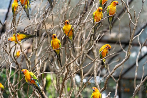 Preview: Beautiful colorful sun conure parrot birds