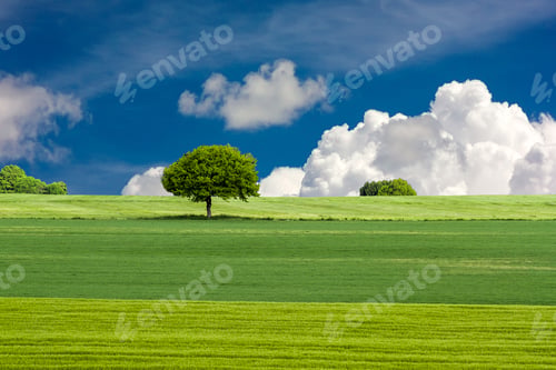 Preview: Green field and tree with blue sky and clouds