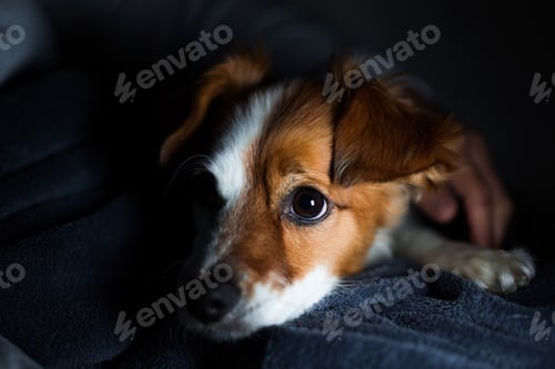 Vista previa: young woman at home using mobile phone. cute jack russell dog lying with her. Night time