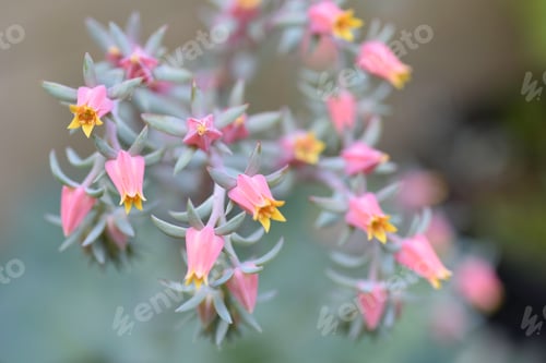 Preview: Succulent