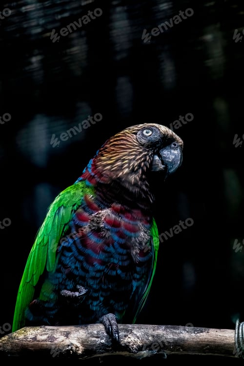 Preview: Closeup shot of a red-fan parrot, Deroptyus accipitrinus.