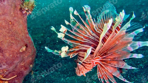 Preview: Tall-spine Lionfish, North Sulawesi, Indonesia