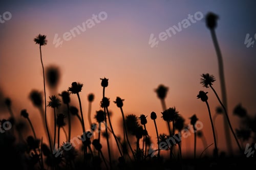 Preview: Silhouette tiny flower and sunset sky