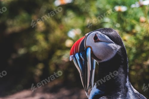 Preview: Puffin with Sand Eels