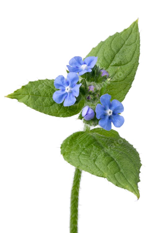 Preview: Whole fresh twig of Anchusa plant with blue flowers