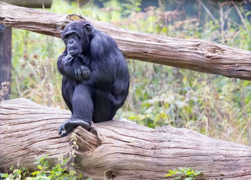 Preview: Chimpanzee sitting on a log in its natural habitat.