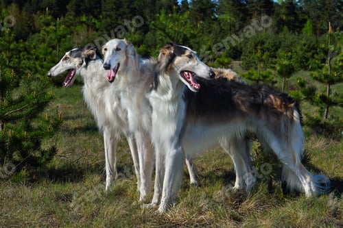 Preview: Hunting russian wolfhound dogs
