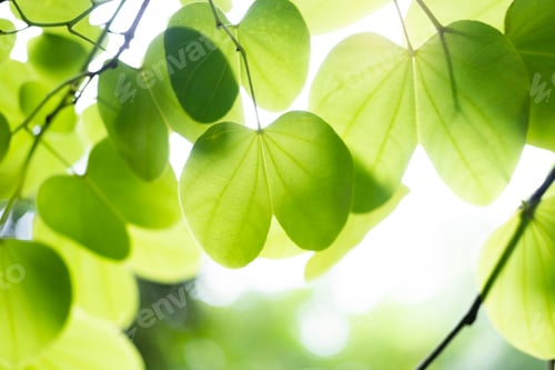 Preview: Fresh green leaves in the morning.