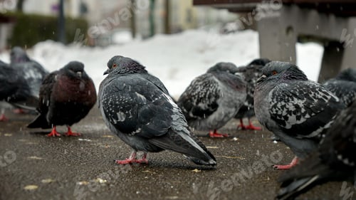 Preview: Snow is falling on a group of pigeons at a park during winter. The concept of winter, wildlife