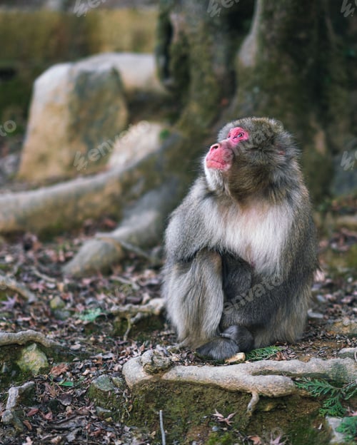Preview: Close up of a macaque monkey sitting next to a tree gazing up, Japan