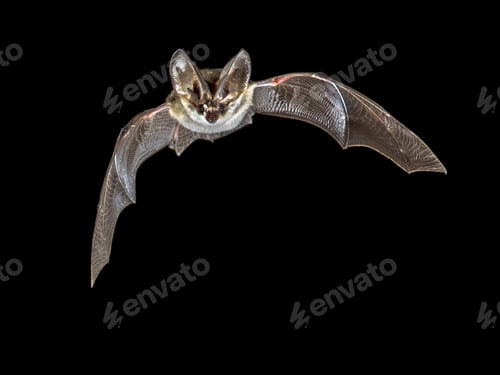 Preview: Flying Grey long eared bat