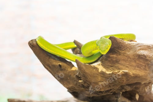Preview: Snake,Green pit viper