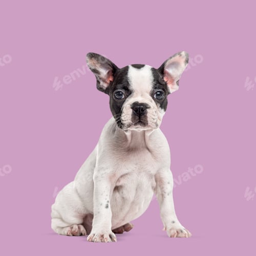 Preview: Cute french bulldog puppy sitting and looking forward on a vibrant purple background