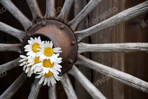Preview: Old rusty wagon wheel with white and yellow daisies garden decoration