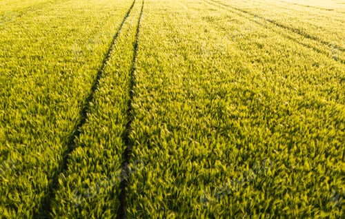 Preview: Aerial view at Green fresh young wheat close up. Young green grass in spring