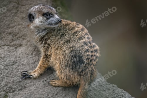 Preview: Close-up of a meerkat perched on a rock