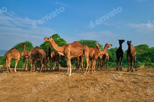 Preview: Camels at Pushkar Mela Pushkar Camel Fair , India