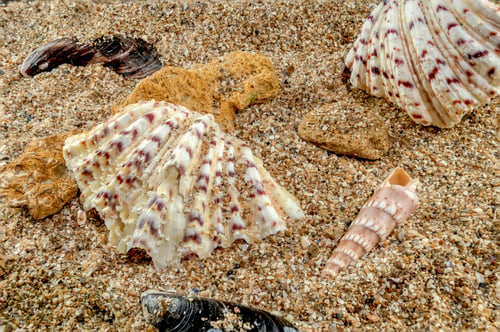 Preview: Hippopus sea Shell on the sand