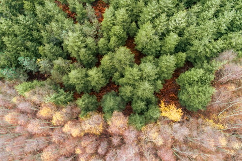 Preview: Top drone view of forest landscape, pine and deciduous trees in winter