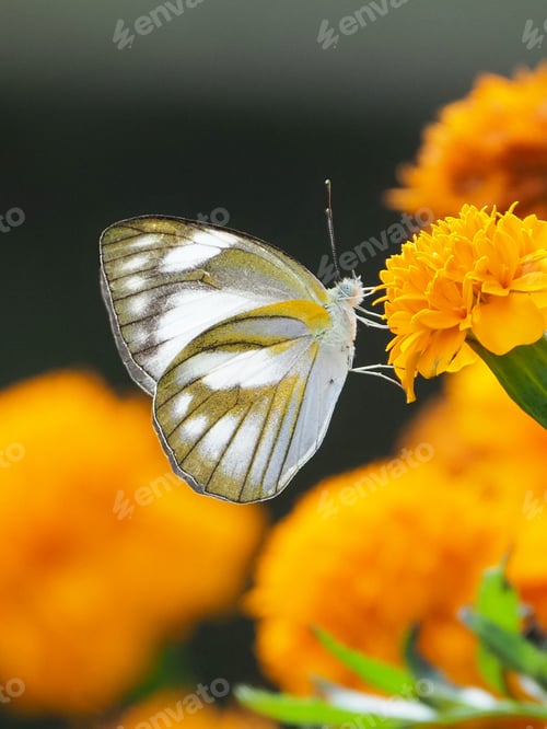 Preview: butterfly with yellow flowers