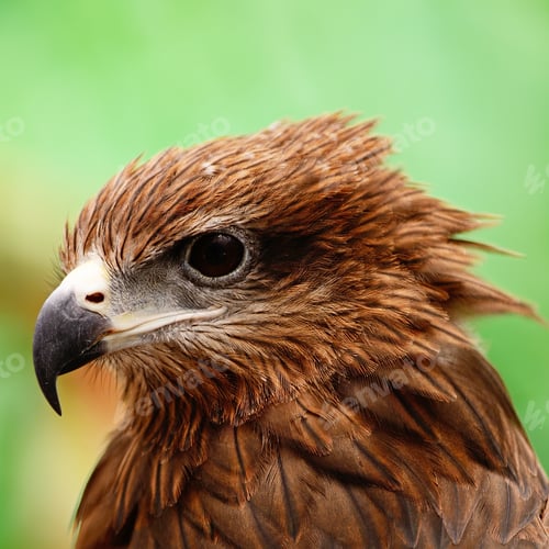 Preview: Black Kite
