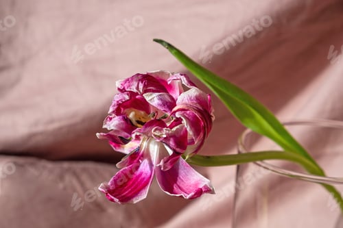 Preview: Wilting Pink and White Tulip Still Life