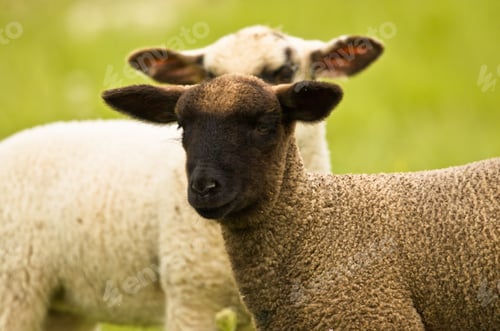 Preview: Portrait of two beautiful cute lambs