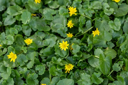 Preview: Field yellow flowers on a background of green grass