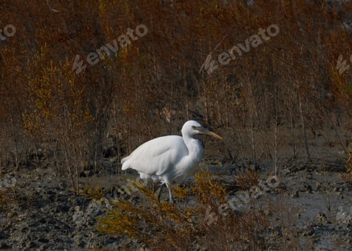Preview: a white stork walking in the nature