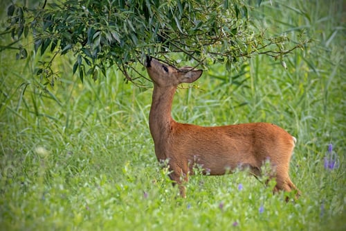 Preview: Roe deer male feeding himself with tree branch in the forest meadow in summer