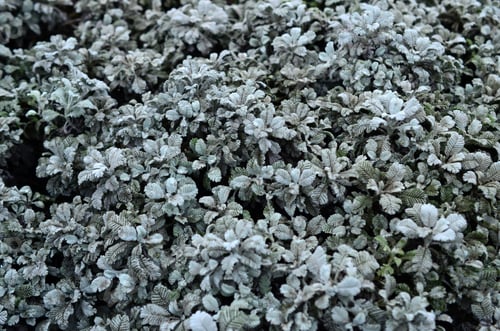 Preview: Macro photograph of small green plantations with leaves with the form of burdock and