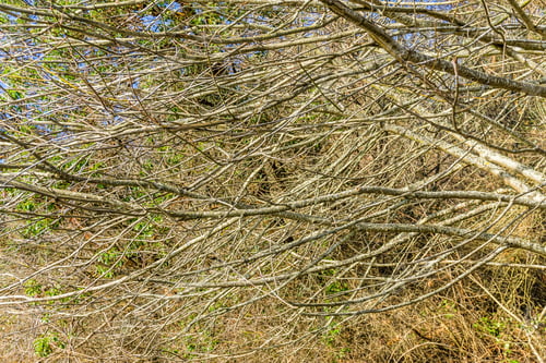 Preview: Bare Tree Branches At Lincoln Park In West Seattle, Washington.