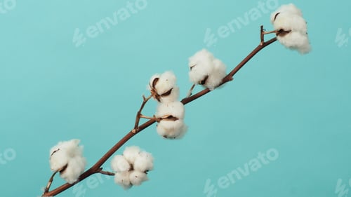 Preview: Cotton branch. Real delicate soft and gentle natural white cotton balls flower