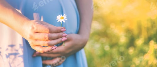 Preview: pregnant woman with camomiles in hands. Selective focus.