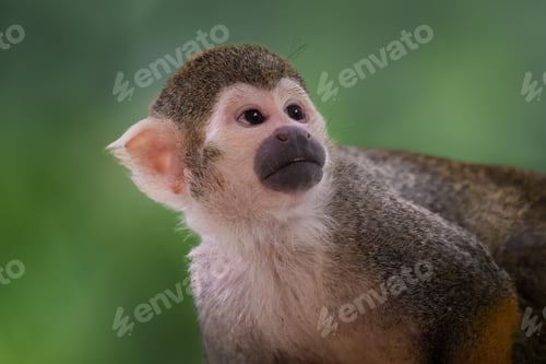Preview: Common Squirrel Monkey (Saimiri sciureus)