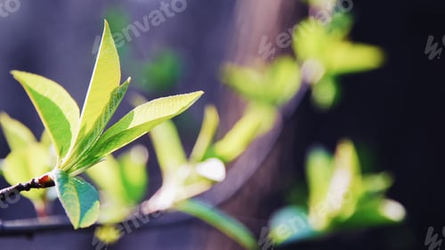 Preview: Young green foliage on tree branch in spring forest or park in sun rays