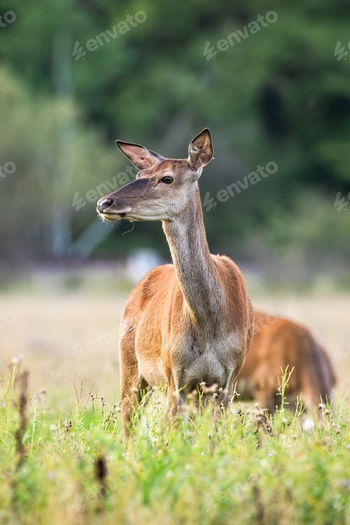 Preview: Young red deer hind standing on meadow in summertime