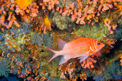 Preview: White-tail Squirrelfish, South Ari Atoll, Maldives