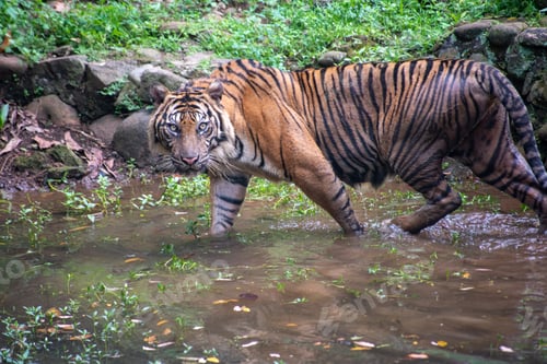 Preview: A Sumatran tiger, Panthera tigris sumatrae