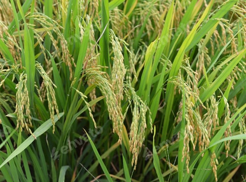 Preview: Paddy Rice Harvest