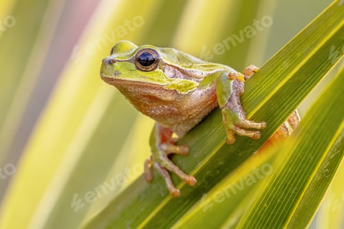Preview: Tree frog peeking from behind leaf