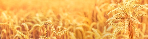 Preview: Wheat field, spikelets of wheat. Selective focus.