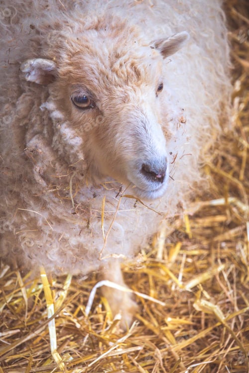 Preview: Sheep inside barn