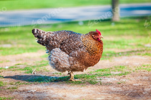 Preview: brown hen looking for food in the farm