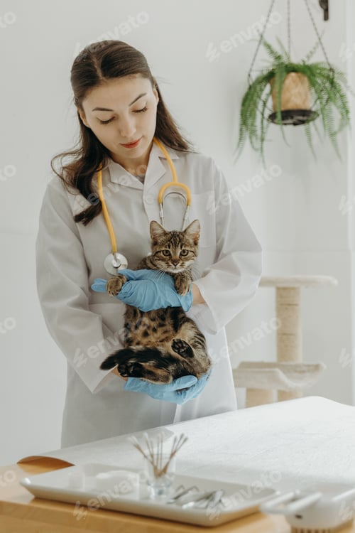 Preview: A girl veterinarian holds a small kitten with both hands in the clinic.