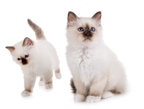 Preview: birman kitten in studio