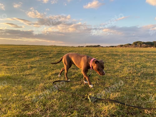 Preview: Pitbull terrier puppy
